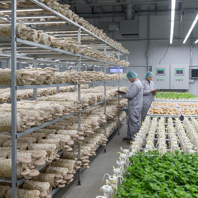 기타 시설작물 재배업