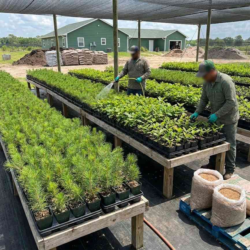 임업용 종묘 생산업